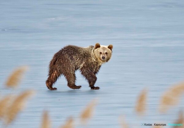 Aπίστευτες εικόνες στην Καστοριά: Η αρκούδα επέστρεψε στη λίμνη, σκότωσε έναν κύκνο και δέχτηκε επίθεση από αετό