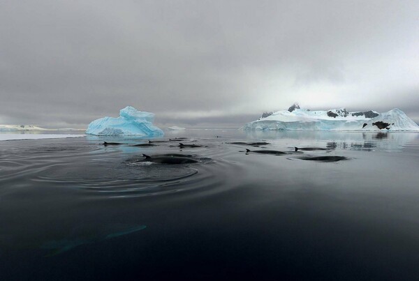Ακολουθώντας με εμφυτευμένες κάμερες τις σεβάσμιες φάλαινες της Ανταρκτικής