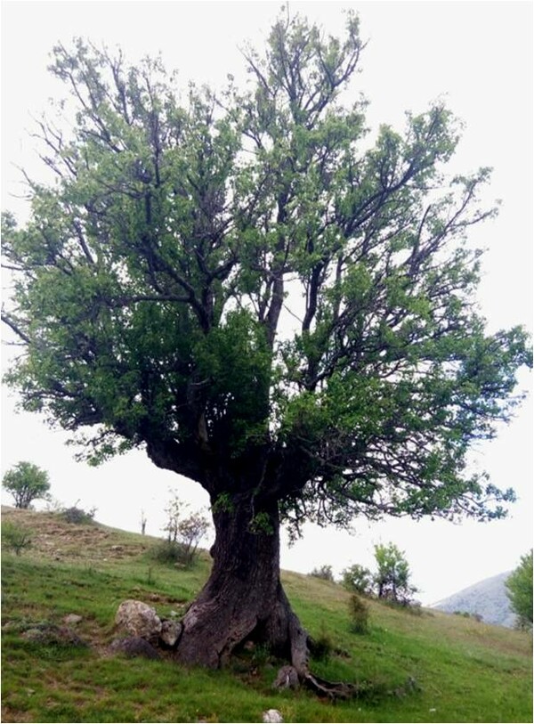 H Eλλάδα γιορτάζει την Παγκόσμια Ημέρα Δασών με την αρχαιότερη ελιά και το μεγαλύτερο πουρνάρι στον κόσμο