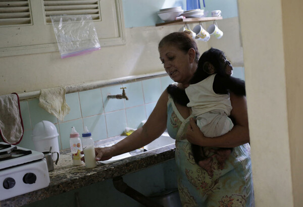 Μεγαλώνοντας χιμπατζήδες στην Κούβα: ένας γλυκός μπελάς για μία 62χρονη βιολόγο