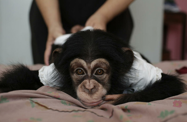 Μεγαλώνοντας χιμπατζήδες στην Κούβα: ένας γλυκός μπελάς για μία 62χρονη βιολόγο