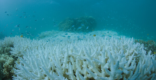 Στη δημοσιότητα βίντεο που καταγράφει πώς πεθαίνει ο Μεγάλος Κοραλλιογενής Ύφαλος στην Αυστραλία