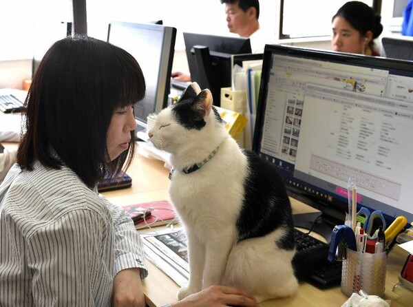 Στην Ιαπωνία αφήνουν γάτες να τριγυρίζουν στα γραφεία ως αντίδοτο στο στρες