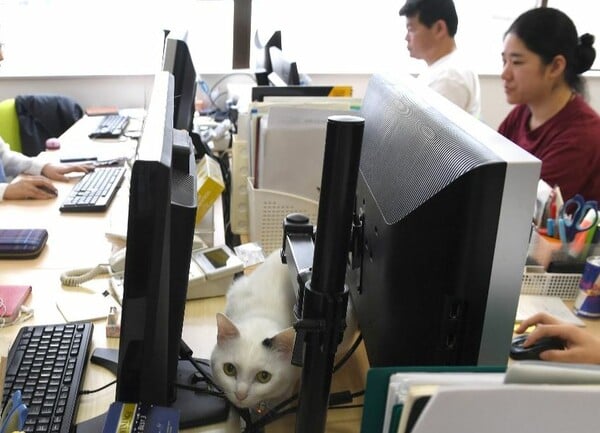 Στην Ιαπωνία αφήνουν γάτες να τριγυρίζουν στα γραφεία ως αντίδοτο στο στρες