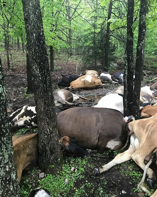 Κεραυνός σκότωσε ταυτόχρονα 32 αγελάδες στο Τέξας - Τι λέει ο κτηνοτρόφος για το σοκαριστικό θέαμα που αντίκρισε