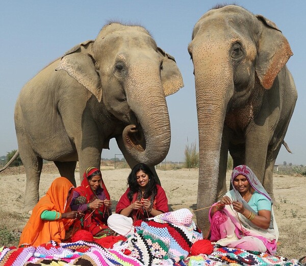 Γυναίκες ενός χωριού στην Ινδία έφτιαξαν τεράστιες, πλεκτές πιτζάμες για να μην κρυώνουν οι ελέφαντες