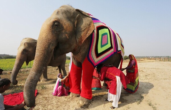Γυναίκες ενός χωριού στην Ινδία έφτιαξαν τεράστιες, πλεκτές πιτζάμες για να μην κρυώνουν οι ελέφαντες