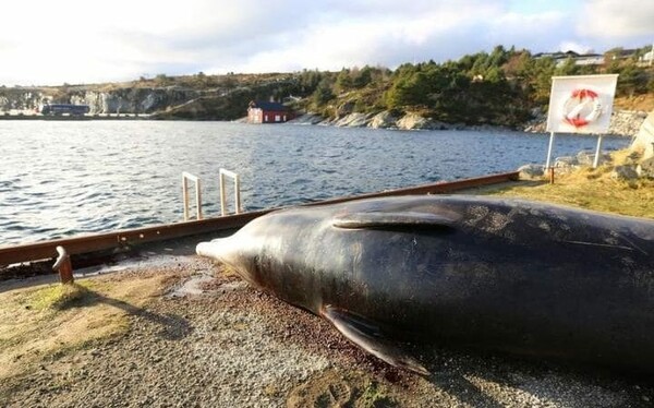 Νορβηγία: Περισσότερες από 30 πλαστικές σακούλες βρέθηκαν στο στομάχι φάλαινας