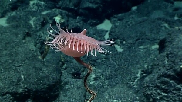 Το ερευνητικό NOAA Okeanos Explorer καταγράφει παράξενα πλάσματα στα παρθένα βάθη των ωκεανών