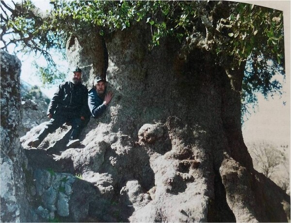 H Eλλάδα γιορτάζει την Παγκόσμια Ημέρα Δασών με την αρχαιότερη ελιά και το μεγαλύτερο πουρνάρι στον κόσμο