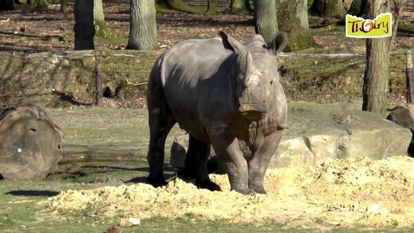 Πρωτοφανές περιστατικό στο Παρίσι: Λαθροκυνηγοί σκότωσαν ρινόκερο σε ζωολογικό κήπο για το κέρατό του
