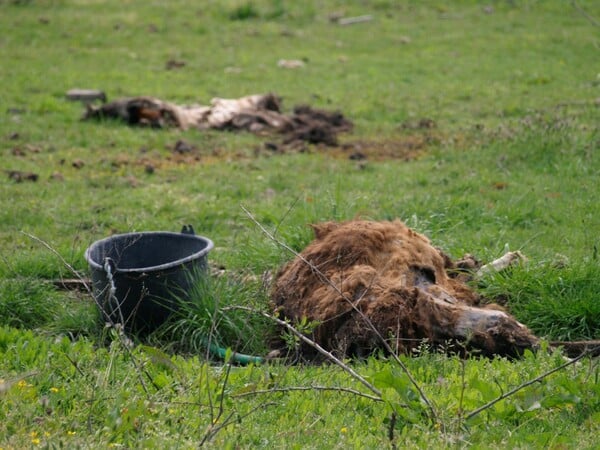 Σοκ και ντροπή σε επιχείρηση στην Πάτρα - Βρήκαν ζώα δεμένα να λιμοκτονούν, ετοιμοθάνατα δίπλα σε κουφάρια