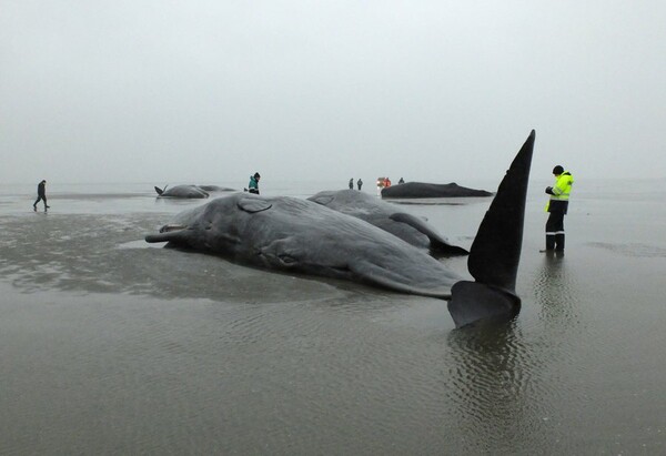 Ένα παράξενο φαινόμενο πίσω από τους μυστηριώδεις θανάτους φαλαινών