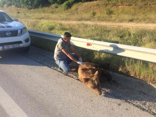 Νεκρή νεαρή αρκούδα σε τροχαίο ατύχημα κοντά στο Αμύνταιο