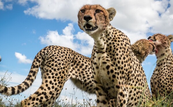 14 φωτογραφίες από τον διαγωνισμό Άγριας Φύσης του National Geographic