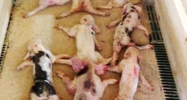 Φυλακίστηκε εργάτης σε φάρμα που σκότωσε 19 γουρουνάκια πέφτοντας επίτηδες με την κοιλιά πάνω τους (ΣΚΛΗΡΕΣ ΕΙΚΟΝΕΣ)
