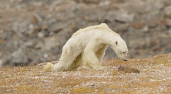 «Έτσι μοιάζει μια αρκούδα που πεθαίνει της πείνας» - Βίντεο καταγράφει τον αργό θάνατο του ζώου σε έναν τόπο δίχως πάγο
