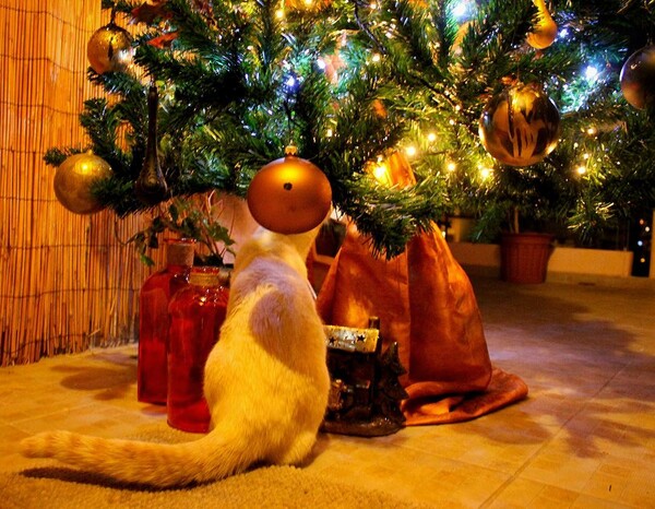 30 σούπερ χριστουγεννιάτικες φωτογραφίες απ' τα τέλεια ζώα των αναγνωστών μας