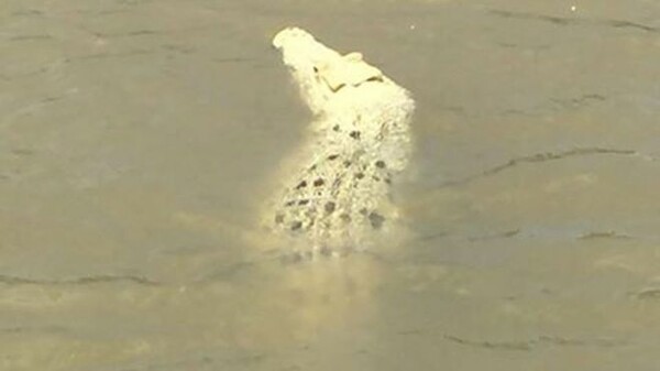 Σπάνιος λευκός κροκόδειλος βρέθηκε σε ποταμό της Βόρειας Αυστραλίας