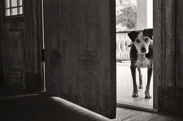 Σκύλοι στη «δύση» τους: Το συγκινητικό φωτογραφικό πρότζεκτ της Nancy LeVine