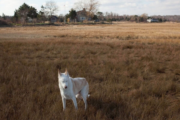 Σκύλοι στη «δύση» τους: Το συγκινητικό φωτογραφικό πρότζεκτ της Nancy LeVine