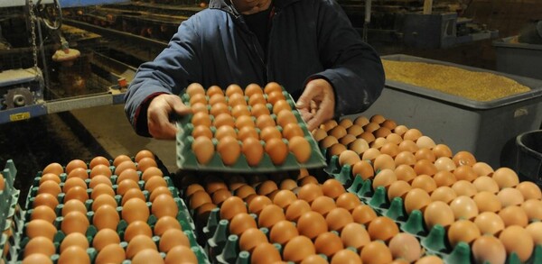Συναγερμός στην Ευρώπη για διατροφικό σκάνδαλο με το εντομοκτόνο Fipronil σε τρόφιμα με αυγά
