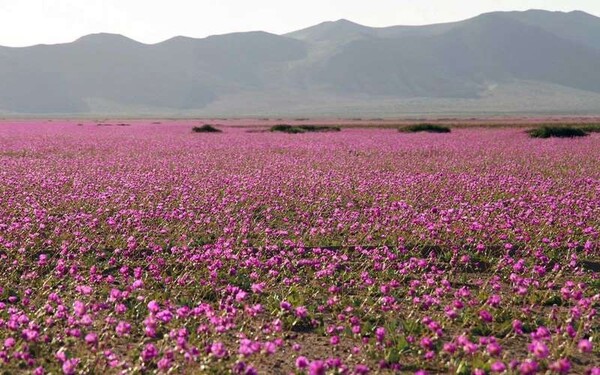 Το υπέροχο τοπίο από το ξηρότερο μέρος πάνω στη Γη που γέμισε λουλούδια