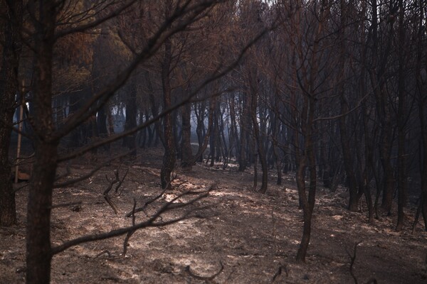 Στάχτη και αποκαΐδια: Δραματικές εικόνες από το πέρασμα της φωτιάς σε Βαρνάβα, Κάλαμο, Καπανδρίτι
