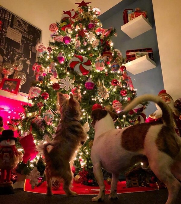 30 σούπερ χριστουγεννιάτικες φωτογραφίες απ' τα τέλεια ζώα των αναγνωστών μας