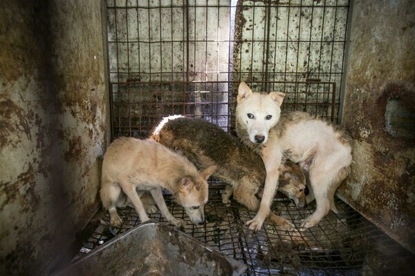 Συγκλονιστικές εικόνες από την απελευθέρωση 170 σκύλων λίγο πριν σφαγιαστούν για να γίνουν σούπα στη Ν. Κορέα