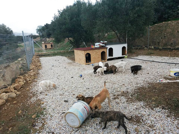 Ο άντρας που ζει στην Κρήτη συντροφιά με 250 σκυλιά
