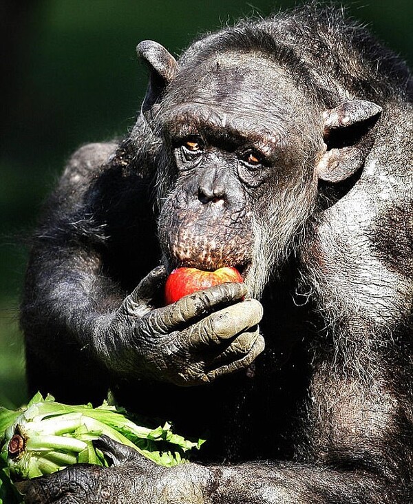 Ετοιμοθάνατος χιμπατζής αναγνωρίζει τον άνθρωπο που κάποτε τη φρόντιζε και πλημμυρίζει από ευτυχία