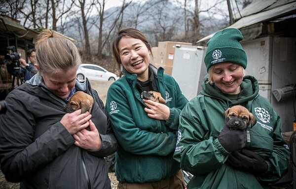 Συγκλονιστικές εικόνες από την απελευθέρωση 170 σκύλων λίγο πριν σφαγιαστούν για να γίνουν σούπα στη Ν. Κορέα