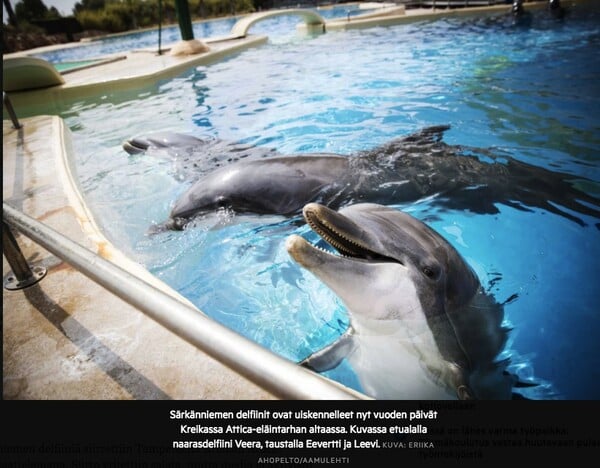 Καταγγελία για τη βασανιστική μεταφορά/εκδίωξη υπέργηρου θηλυκού δελφινιού απ' το Αττικό Πάρκο - Και η απάντηση του πάρκου