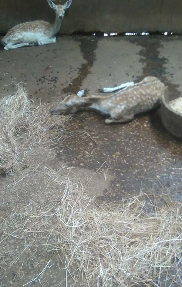 Σοκ και ντροπή σε επιχείρηση στην Πάτρα - Βρήκαν ζώα δεμένα να λιμοκτονούν, ετοιμοθάνατα δίπλα σε κουφάρια