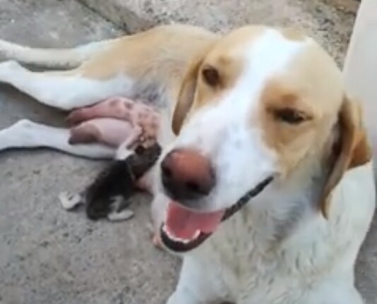 Λαμία: Αδέσποτη σκυλίτσα θηλάζει το γατάκι που κάποιος πέταξε στα σκουπίδια