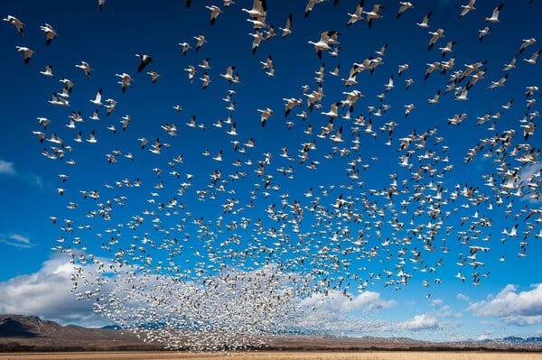 Το συγκινητικό ταξίδι των αποδημητικών πουλιών της Γης
