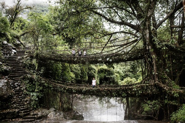 Οι γέφυρες από μπλεγμένα κλαδιά στα τροπικά δάση της Ινδίας