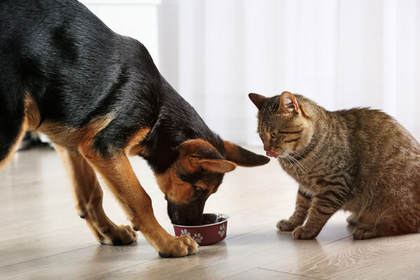 Οι επιστήμονες προειδοποιούν: Ποτέ μην αφήνετε σκύλους και γάτες να καταναλώνουν ωμό κρέας