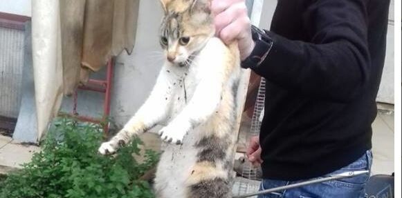 Άντρας στην Καρδίτσα παγίδευσε γάτα σε κλουβί και την χτύπησε με ψαροντούφεκο