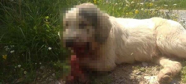 Από τροχαίο και όχι από κροτίδες τραυματίστηκε ο σκύλος στην Καλαμάτα