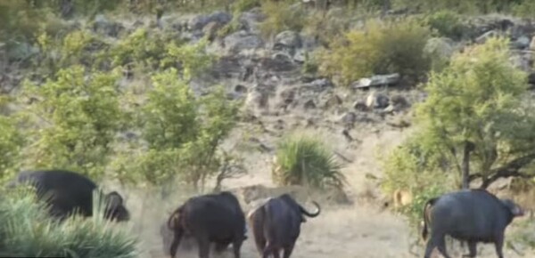 Εκπληκτικό βίντεο δείχνει βουβάλια να διώχνουν λιοντάρια που σκοτώνουν κάποιο ζώο - Αλλά υπάρχει και ανατροπή