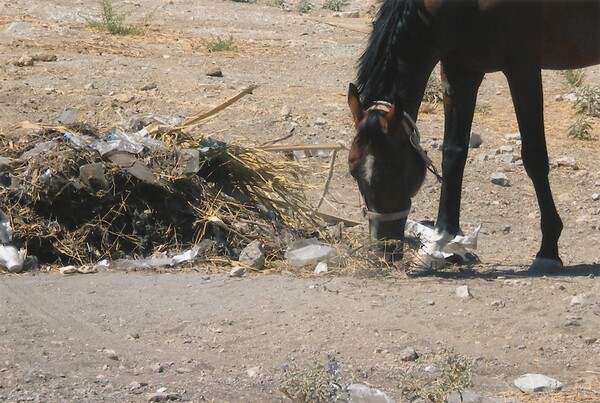 Κακοποίηση, εγκατάλειψη και αθλιότητα - Να πώς ζουν άλογα, γαϊδούρια και μουλάρια στην Ελλάδα