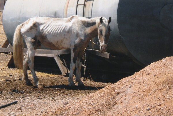 Κακοποίηση, εγκατάλειψη και αθλιότητα - Να πώς ζουν άλογα, γαϊδούρια και μουλάρια στην Ελλάδα