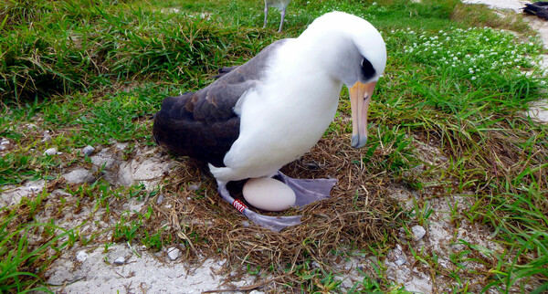 Η 67χρονη «σούπερ-μαμά» της φύσης - Το μεγαλύτερο σε ηλικία πουλί του κόσμου περιμένει και πάλι μωρό