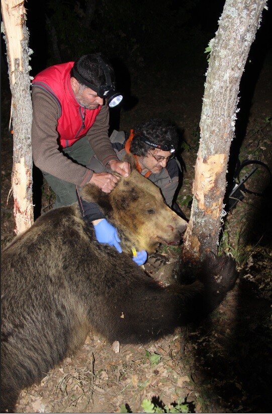 Οι αρκούδες του Αμυνταίου φορούν ραδιοκολάρα και παρακολουθούνται μέσω δορυφόρου - ΦΩΤΟΓΡΑΦΙΕΣ
