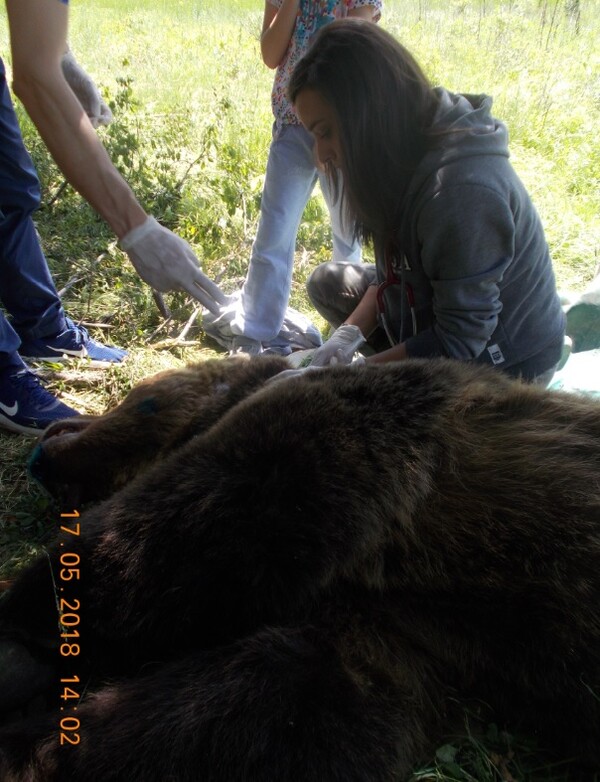 Οι αρκούδες του Αμυνταίου φορούν ραδιοκολάρα και παρακολουθούνται μέσω δορυφόρου - ΦΩΤΟΓΡΑΦΙΕΣ