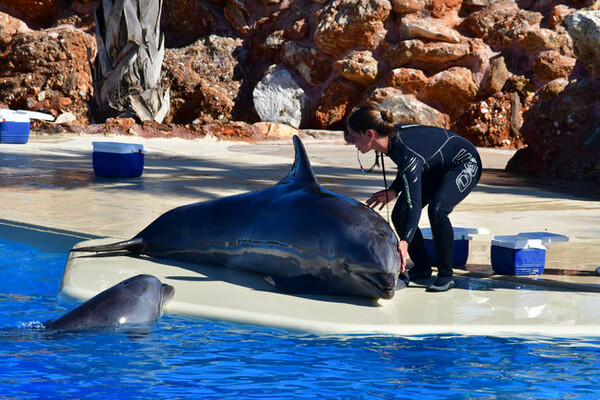 Διαμαρτυρία στα Σπάτα για να μπει τέλος στην αιχμαλωσία για τα δελφίνια στο Αττικό Ζωολογικό Πάρκο