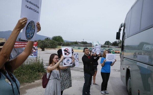 «Δελφίνια μόνο στους ωκεανούς» - Διαμαρτυρία στο Αττικό Ζωολογικό Πάρκο