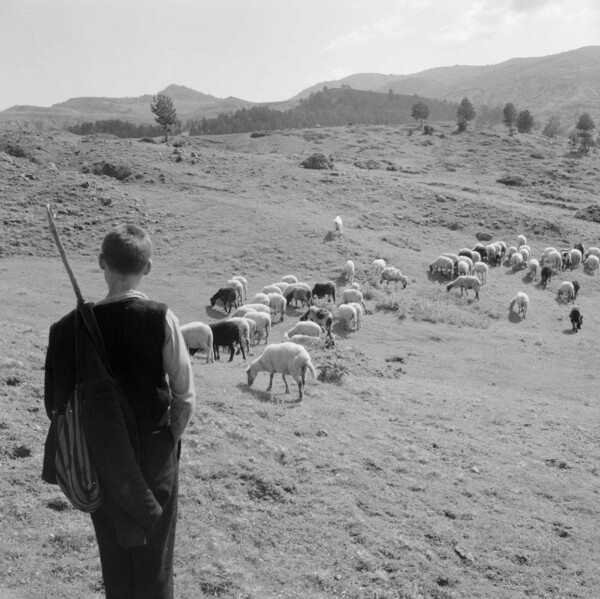 young shepherd